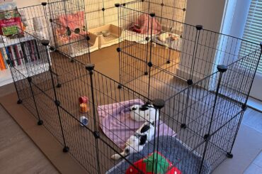 They will soon have the whole living room for them and I am ok with it 🐰🐰