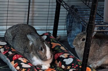 New bun bed! I need to get another one. They have to take turns 😅