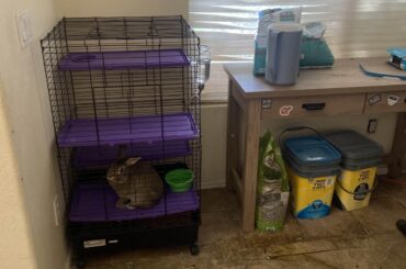 I just rescued this sweet boy from a home with little access to hay, no free roam, and only 4 square feet of space but I can't afford to keep him. (Phx AZ)
