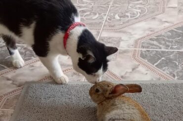 Charly and Cooper <3 sisters🤝 no pelien