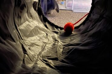 Santa paws is watching you !