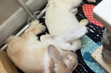 Bunny duo snuggles