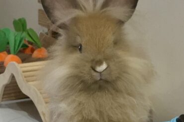 Why is my other bun afraid of the phone camera?