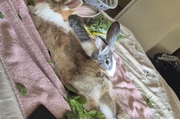 Rabbit set up