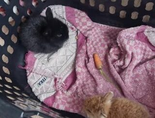 BECAME BUNNIES MUM