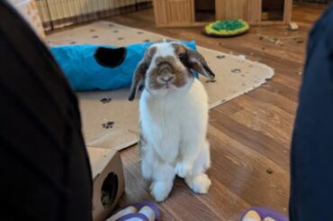Spay Update