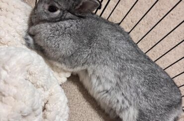 Can anyone tell me if my bunny is comfortable around me?