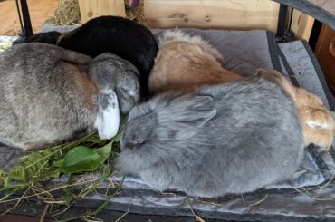 One of my four loaves turned into a croissant? No idea how that happened