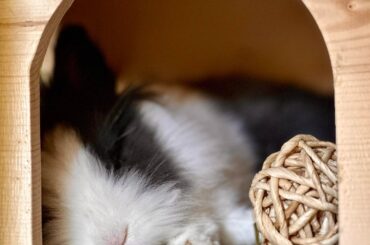 Bunbun when…