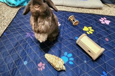I hop for treats..
