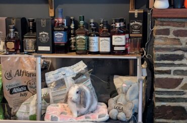 Is my rabbit weird or just very comfortable in her environment?