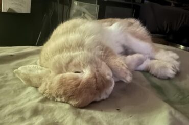 She was sleeping on my bed when suddenly she just collapsed 😂 first time she’s flopped like this!!