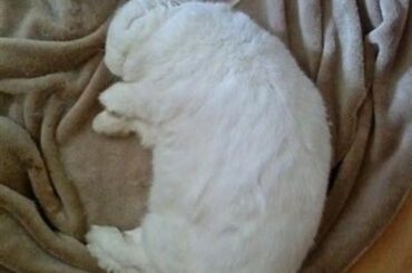 deep sleep rabbit