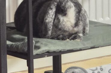 When he's ready for the night sleep, he gets on this shelf.🥰🐰