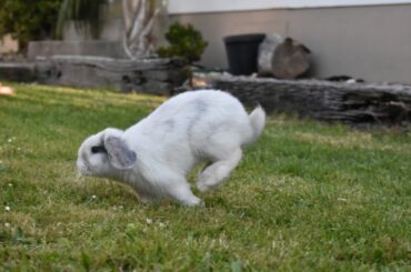 Like a little flying marshmallow
