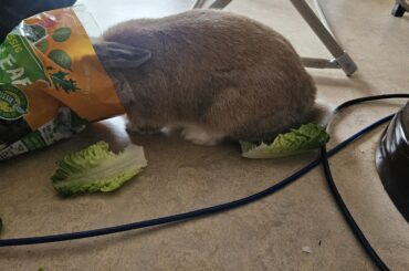 Spoiled little fur potato