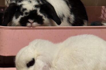 Every bunny needs somebunny 💞🐇