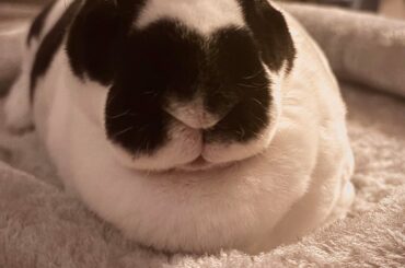 just wanted to post my bunny again 🤍