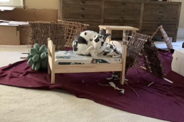 Just a bun in his bed