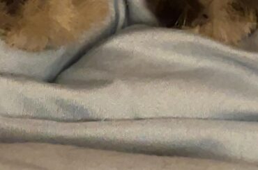 Blueberry look at theses pissy paw thumpers my 💜