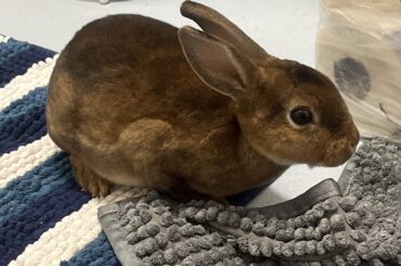 This guy was sat in the road surrounded by two cats, I brought him in to try check him over but he doesn’t seem injured. Do I just put him back out?