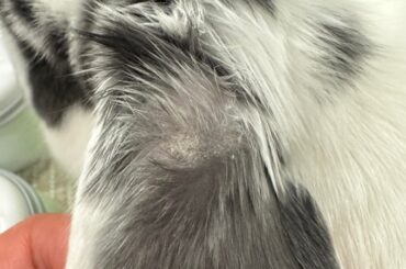 Does my boy need a trip to the vet?