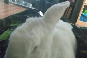 My litte joye floof