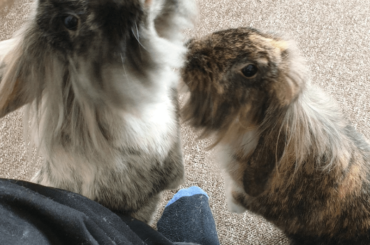 I was a man with rabbits once