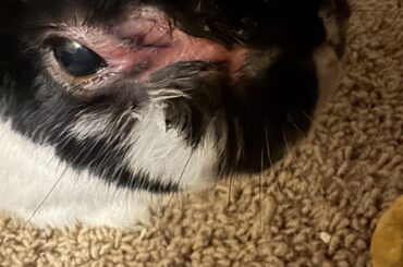 What is wrong with my bunny?