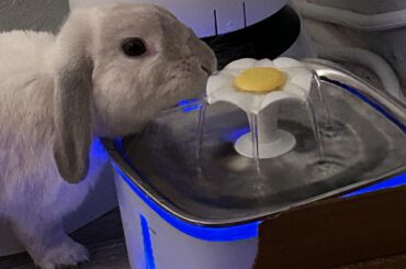 Is a water Fontaine a bunny thing?