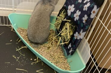 Litter box training.