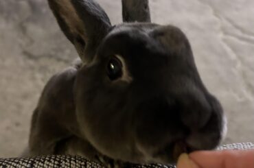 … the highlight of bunsitting is treat time with tidbit - the raisin aficionado ()()
