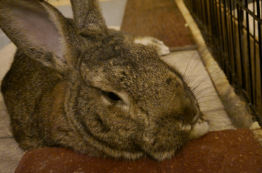 Ah yes, a brick, the perfect pillow