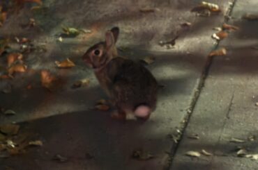 Is this a domestic rabbit? Haven’t seen it in person but looking to help if I can.
