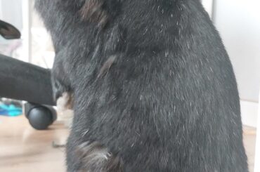 Ariel investigating my chair