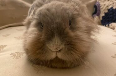 Fuzzy little couch potato