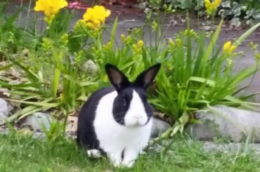 Rabbit Care Over the Years