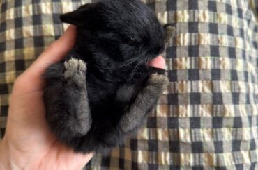 Lucky Rabbit