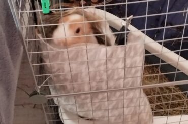 She's obsessed with her hay bag