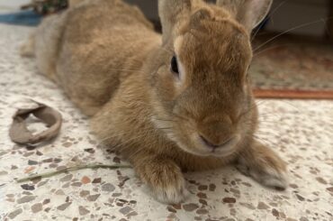 What kind of bunny do we have?