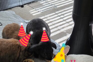 Happy birthday Gatsby