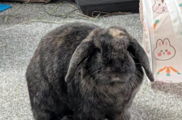 Rabbit grief, abnormal poops, and when to get a new partner (poop photo at the end)