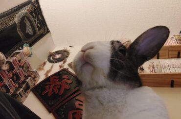 Bunjamin has a single braincell, I fear.