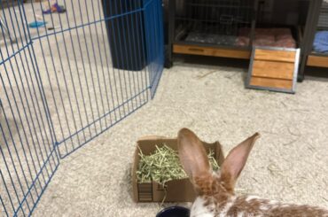 Best barrier for large rabbit?