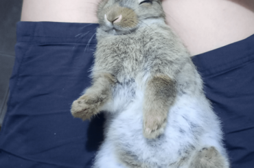 Bloated bunny update