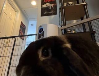 I’m scared my bunny doesn’t like me