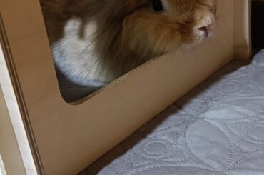 I just think it's super cute when he rests his chin on the entrance 🥹