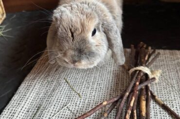 My sweet bunny Pia. I love her so much.