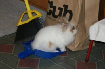 Dust bunny