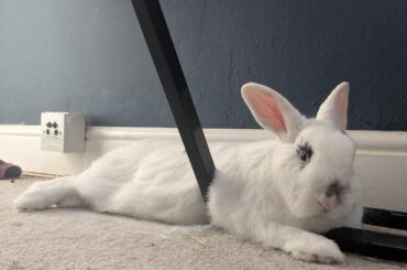 My rabbit Lima in her fave spot